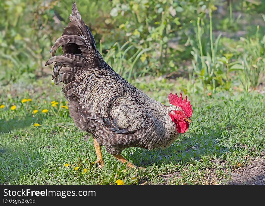 Majestic sitting in fall meadow with red crest. Majestic sitting in fall meadow with red crest