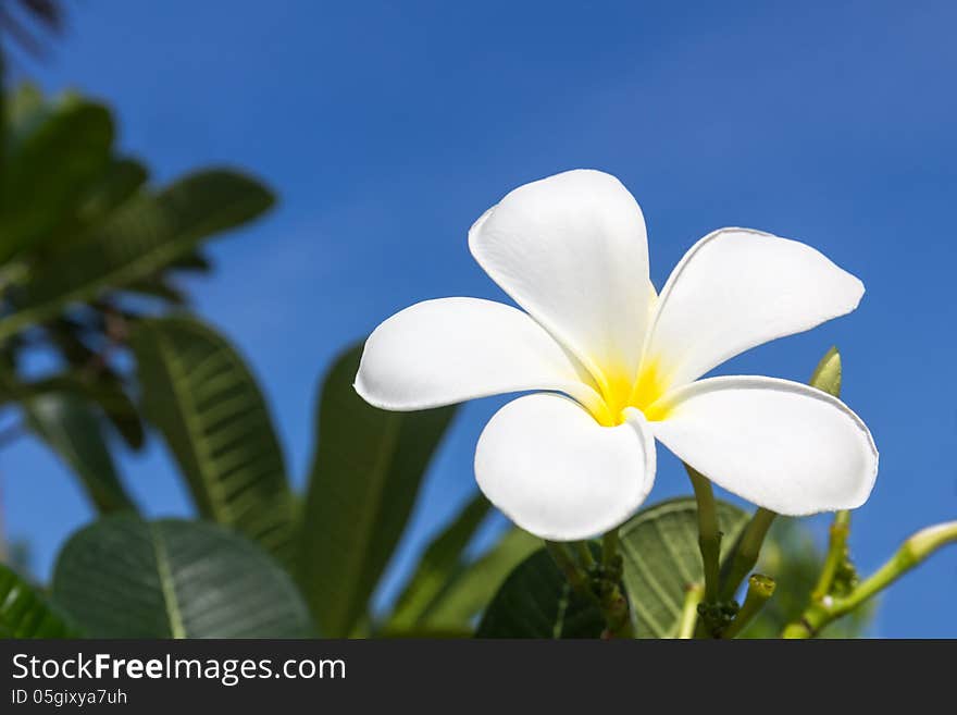 Frangipani flower