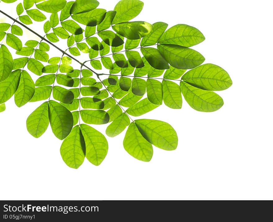 Green leaves and branches on white background