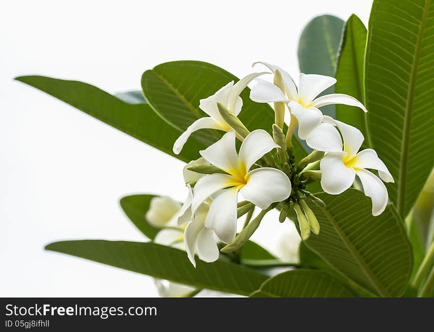 Beautiful white flower in thailand, Lan thom flower