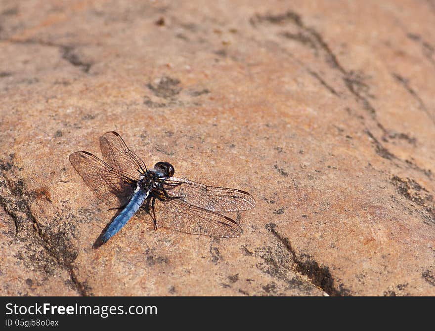 Blue Corporal Dragonfly (Ladona deplanata) basking on a rock