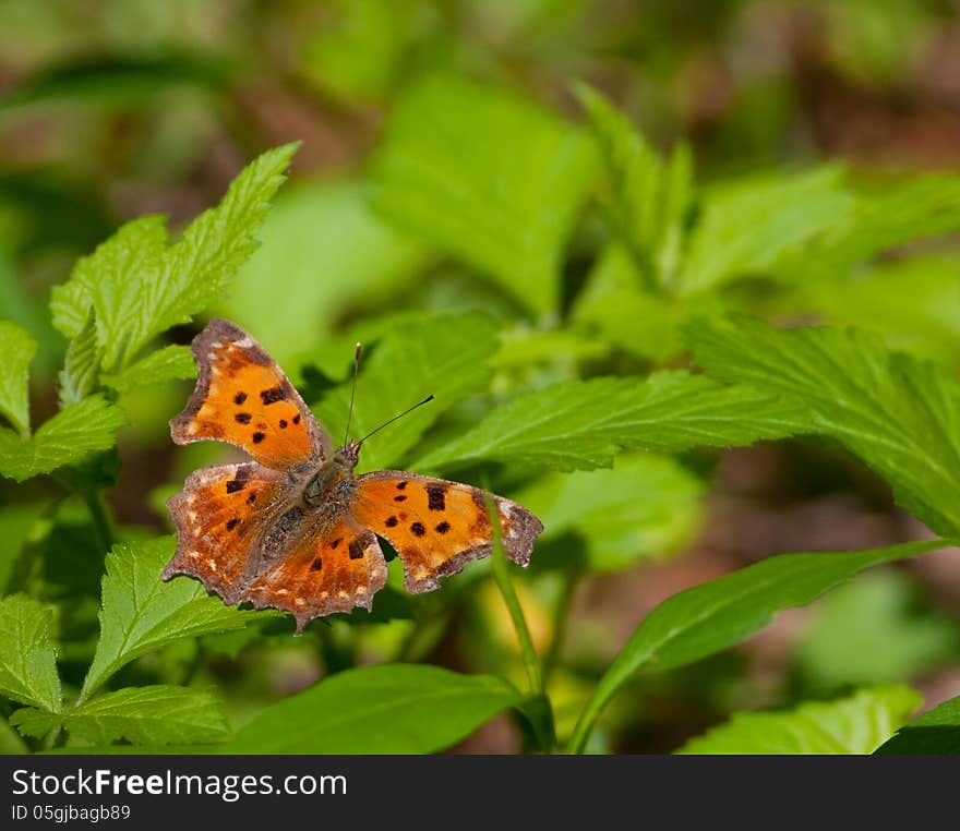 Butterfly