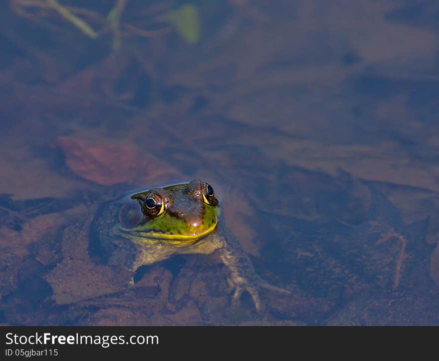 Green Frog