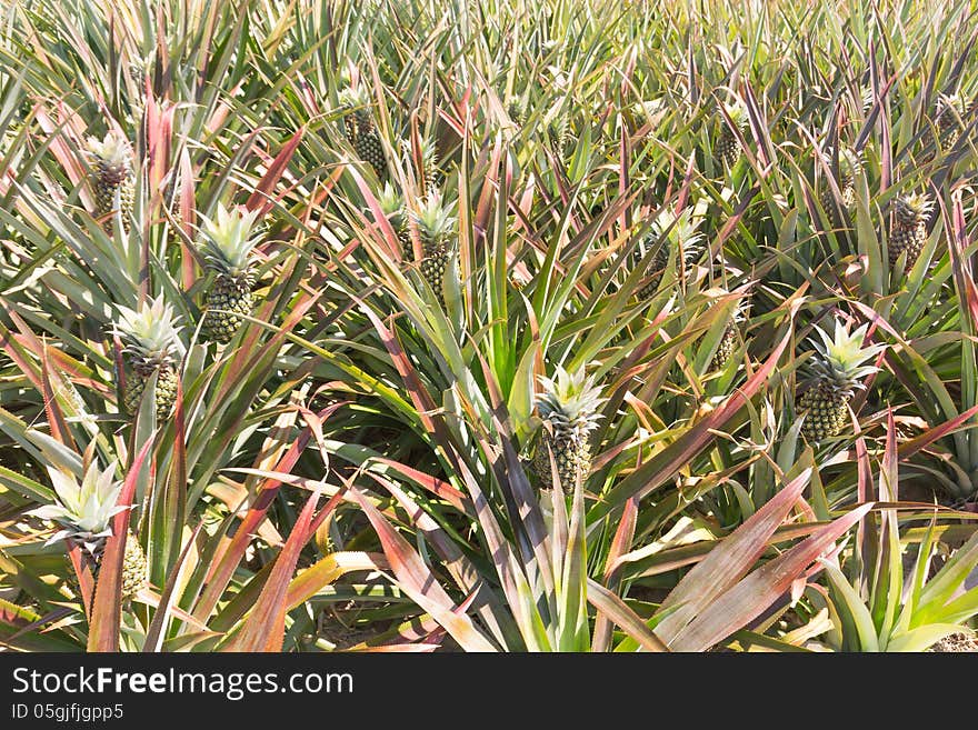 Young pineapple tree in plant close up. Young pineapple tree in plant close up