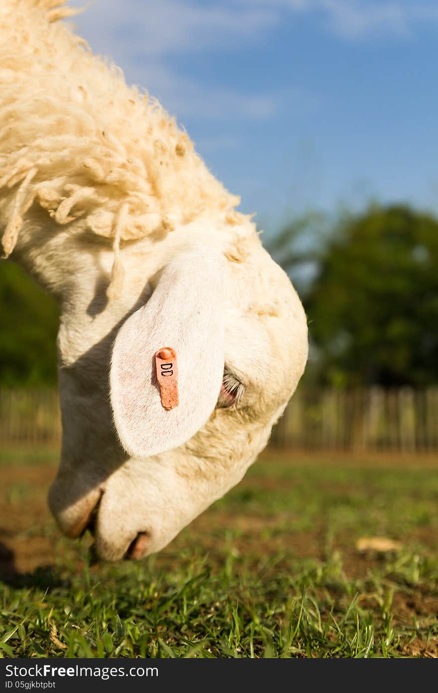 Sheep  in the farm