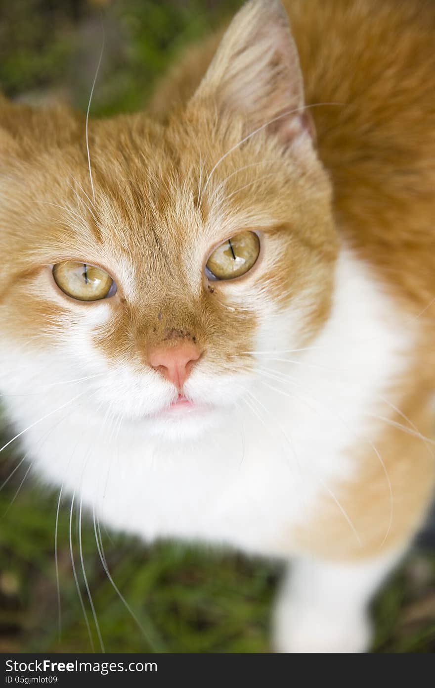 Rusty white cat looking up. Rusty white cat looking up