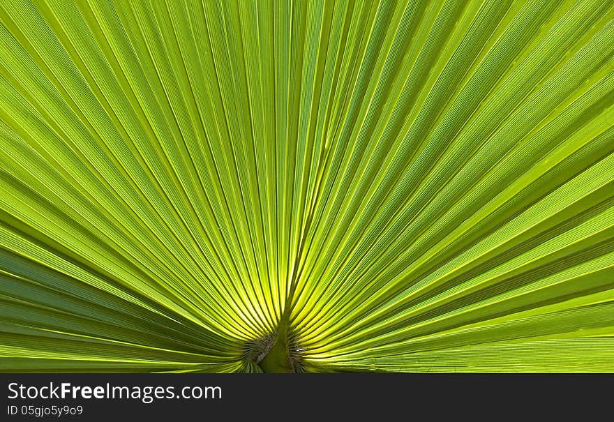 Palm leaves