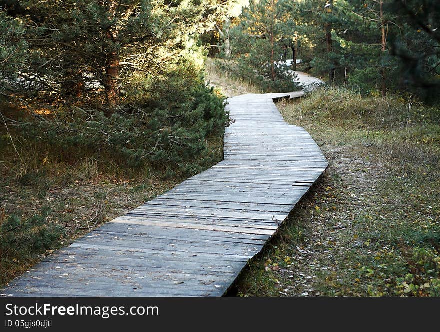 Wooden walkway in the forest