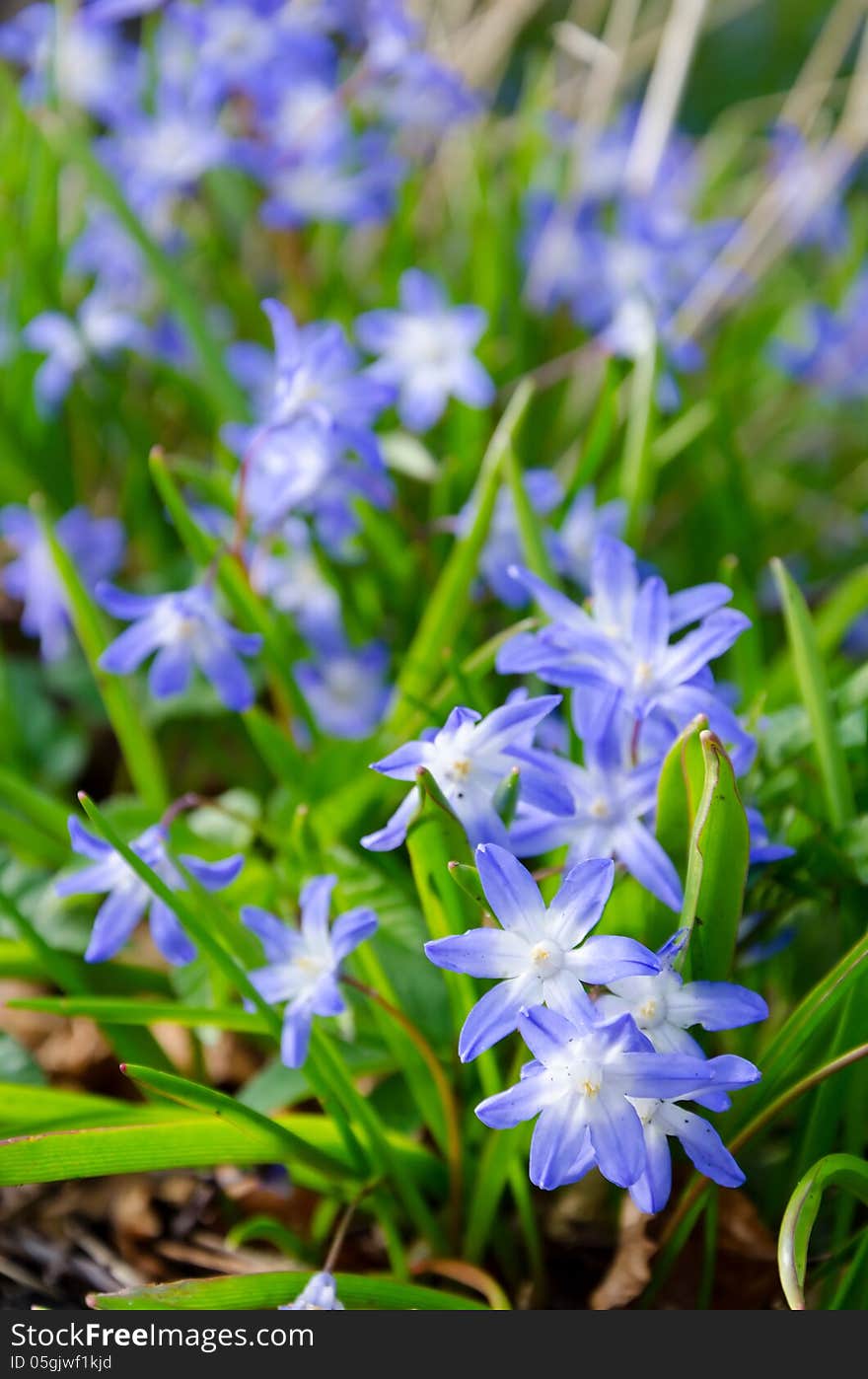 Spring blue flowers