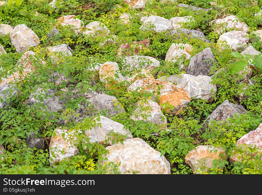 Rack whit plants