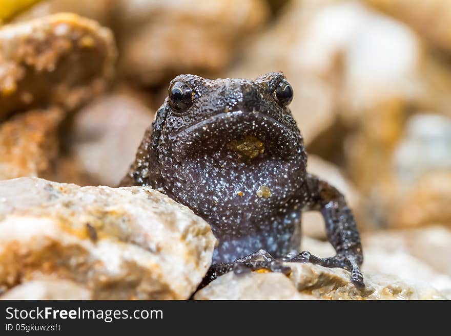 A black frog from thailand sit here nice and cute