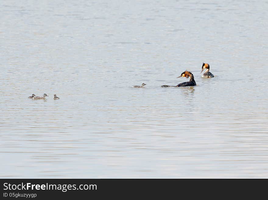 A fuut famely swimming in the lake ,they are very beautiful