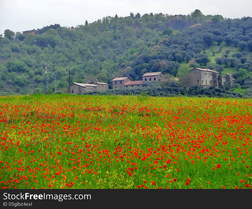 Italian farm with red poppies