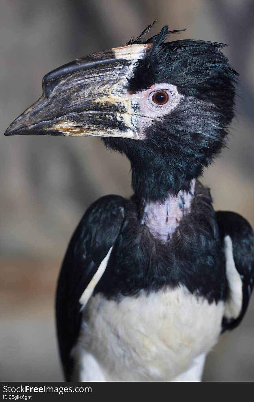 Hornbill is a bird with a huge beak