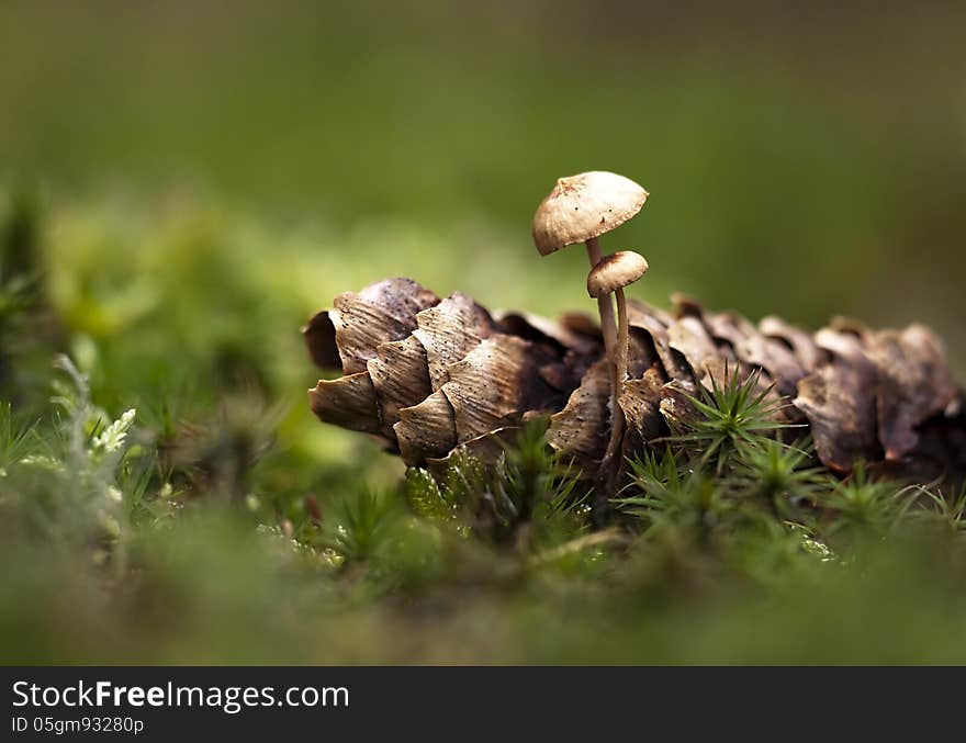 Tiny mushrooms in the Autumn wood. Tiny mushrooms in the Autumn wood