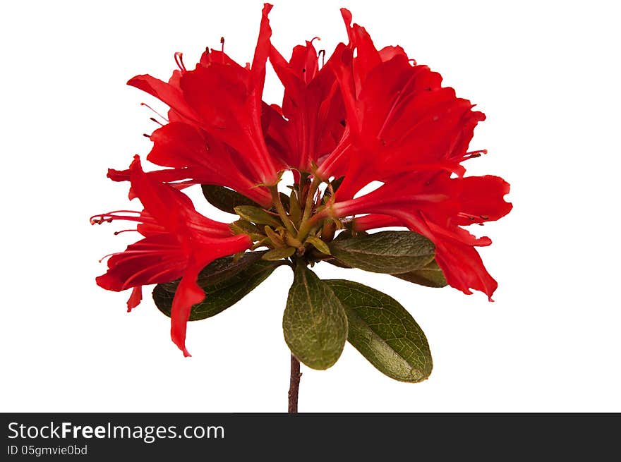 Red Flower Azalea