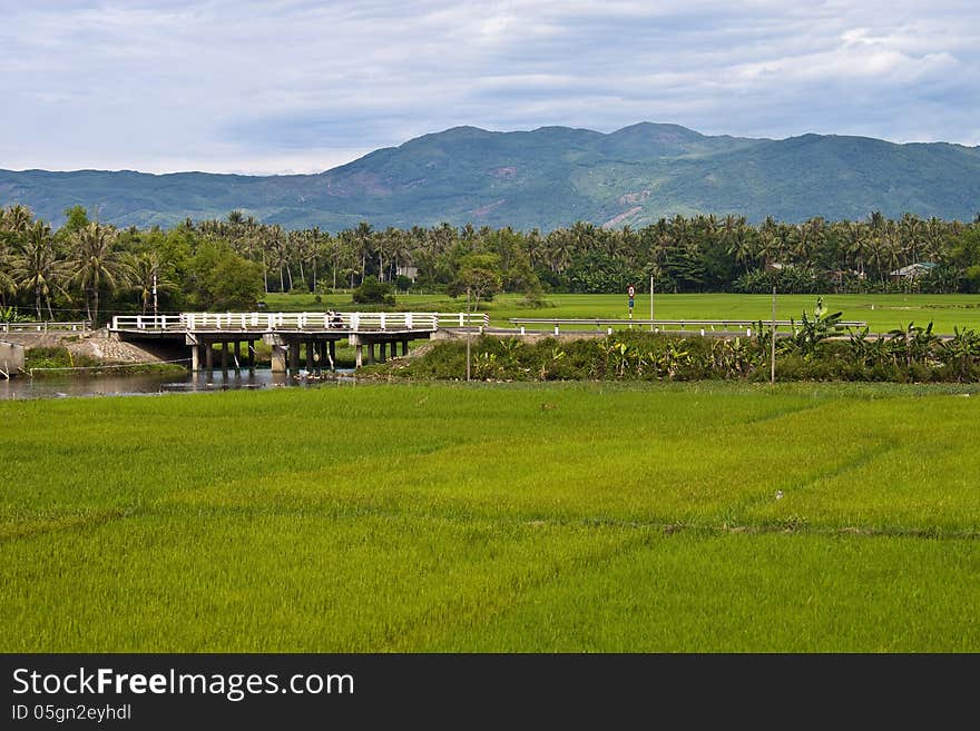 Green countryside in Southern Vietnam