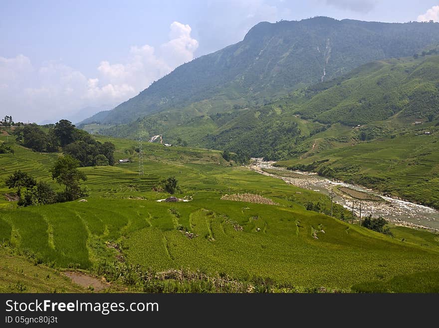 Paddy Fields In A Valley