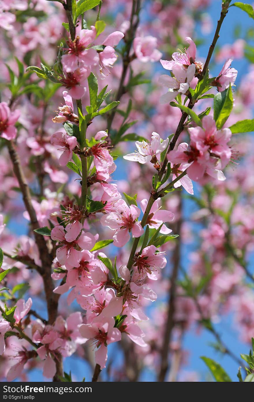 Blooming peach on blue sky background, selective focus. Blooming peach on blue sky background, selective focus