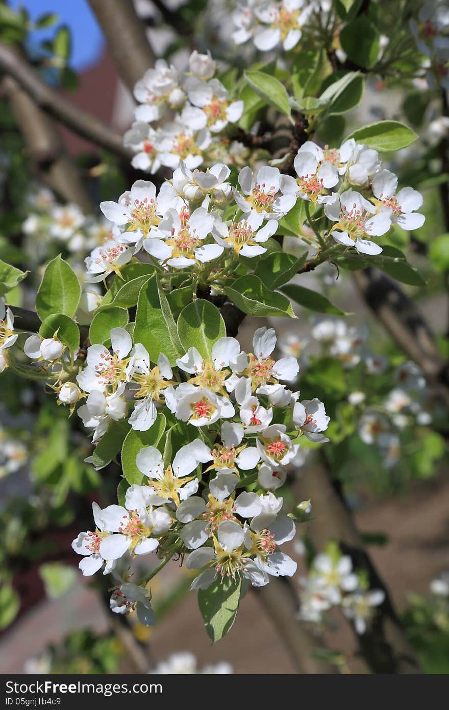 Pear blossom close-up, selective focus