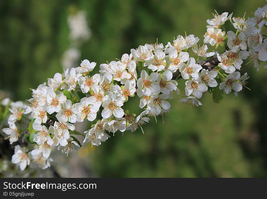 Plum blossom branch