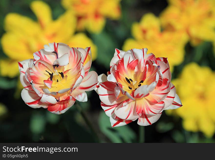 Mottled red and white tulips on the background of yellow flowers