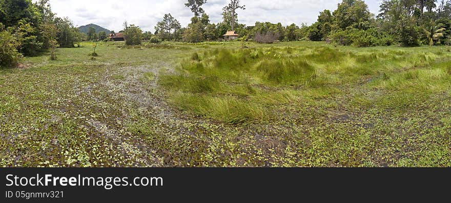 Panorama of a swamp in Cambodia