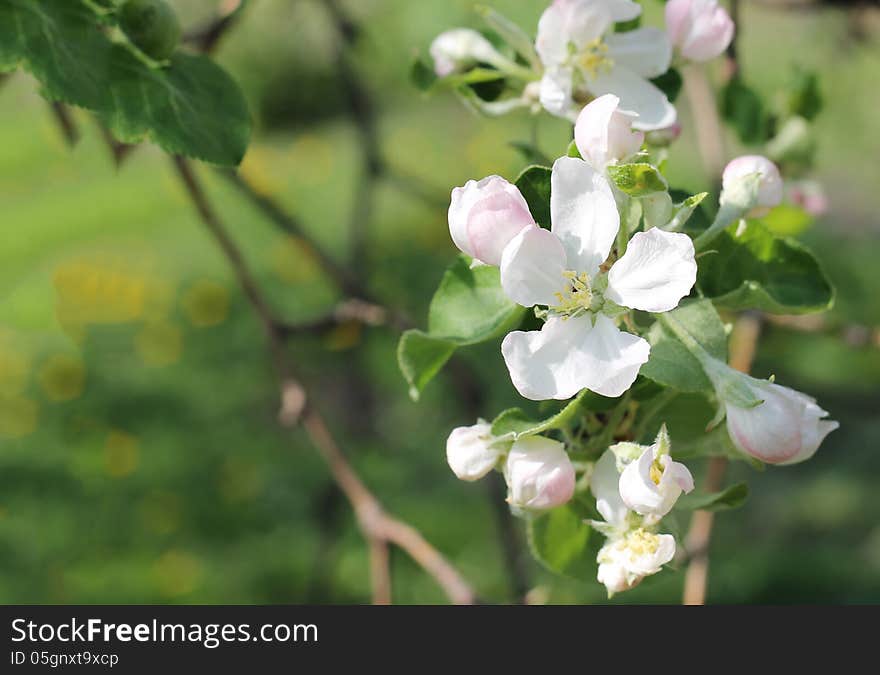 Blossoming of appletree. Several flowers of blooming apple and green background