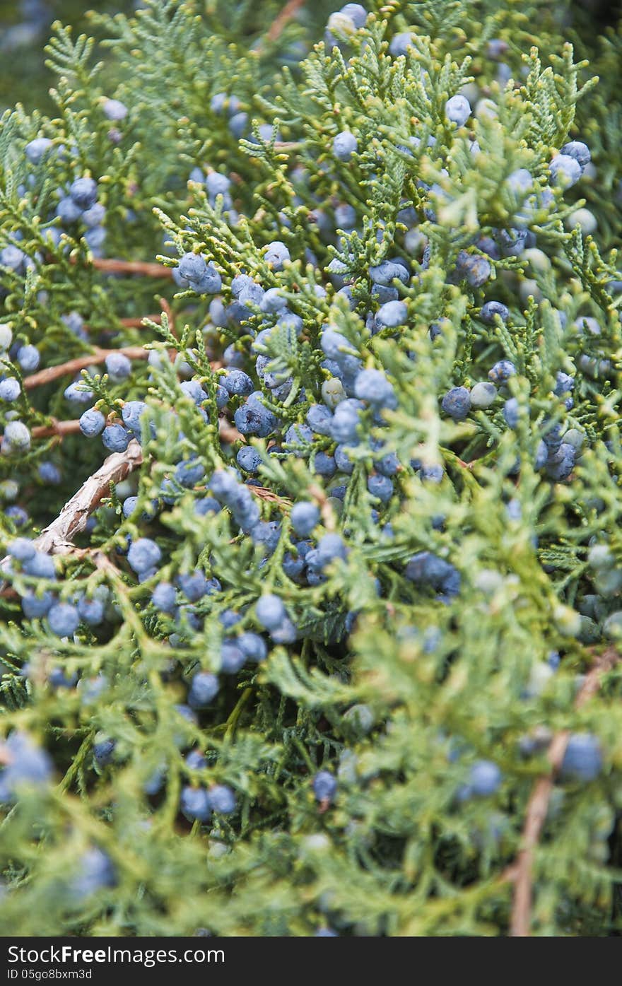 Berries