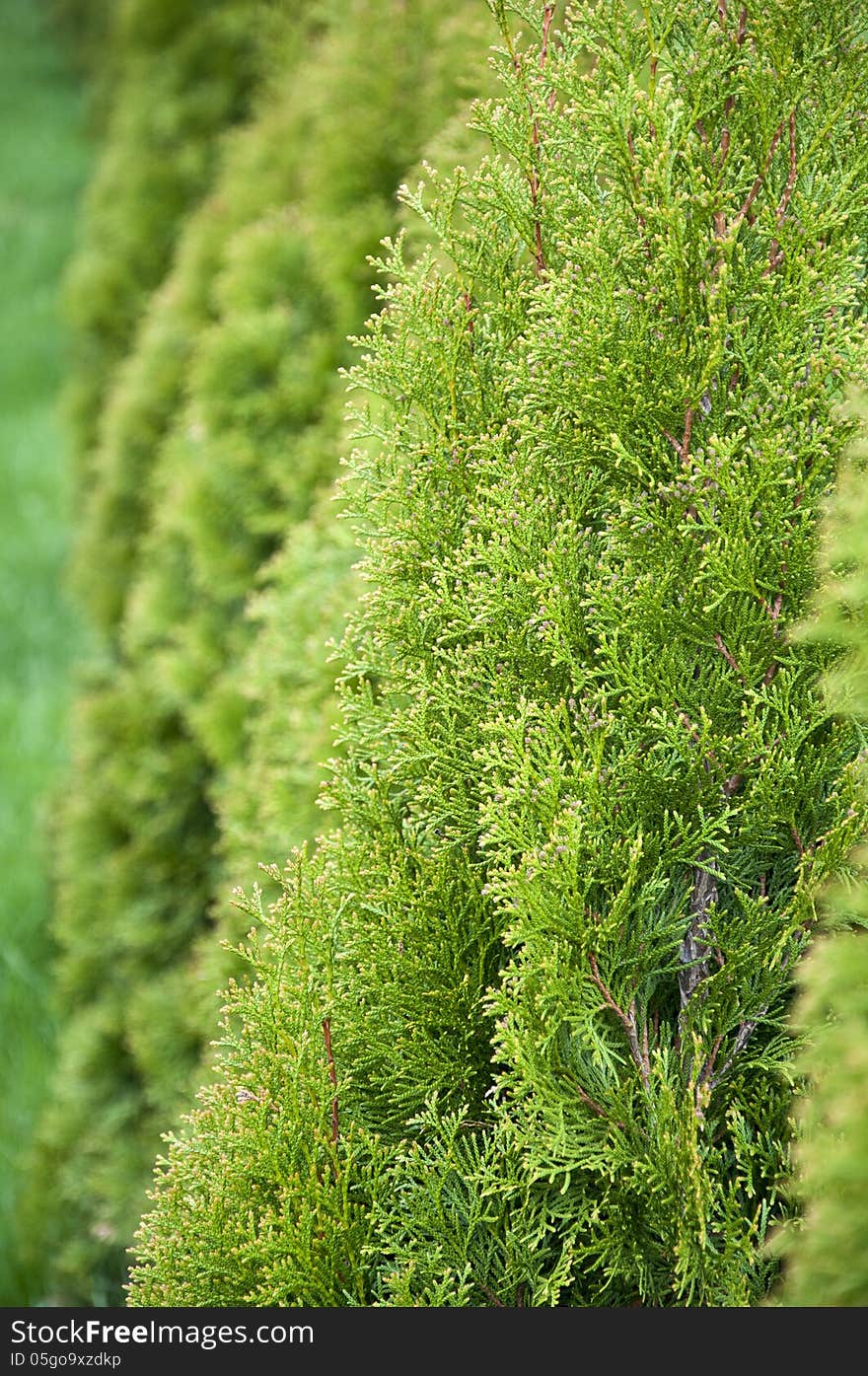 Hedge close up