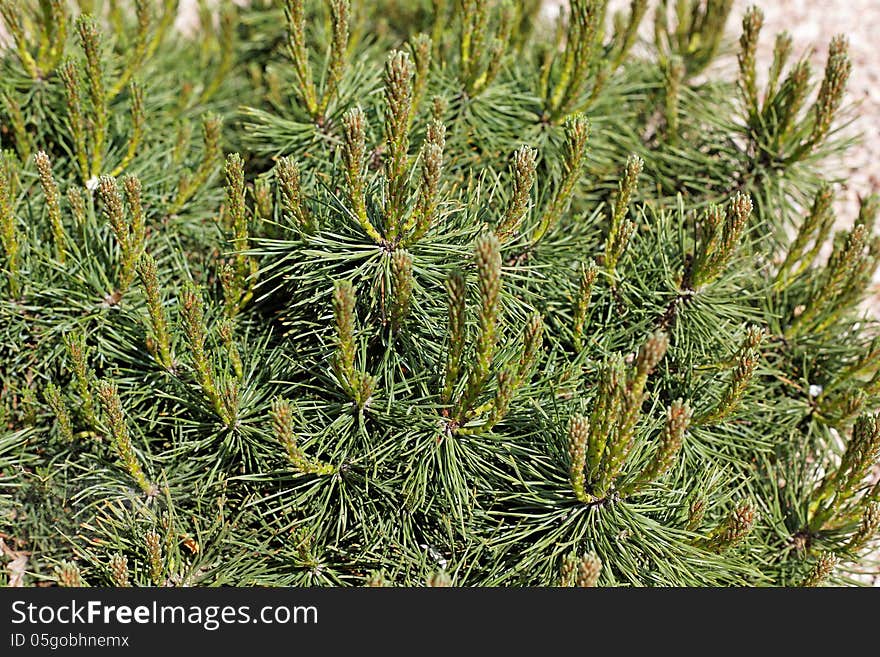 Fresh green lives of the pine species. Fresh green lives of the pine species