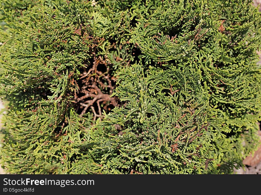 Green leaves pine species in summer