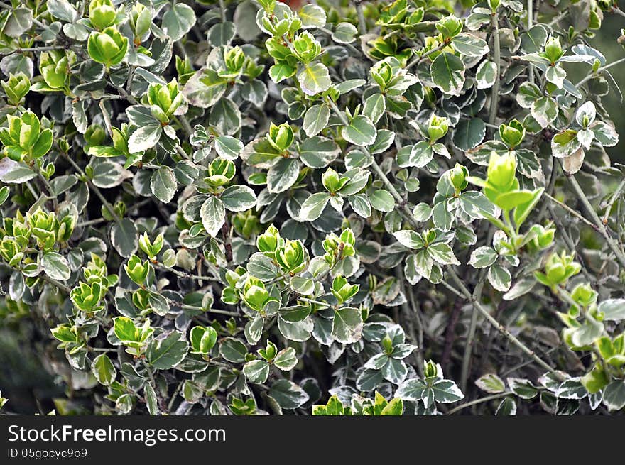 Close up photography of an Emerald Gaiety plant. Close up photography of an Emerald Gaiety plant