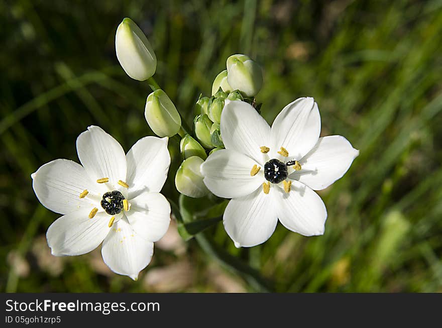 Star of Bethlehem flower