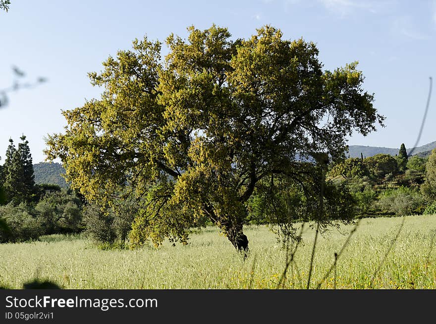 The cork oak is a typical plant of Sardinia. Its use is a very important economic resource. Quercus suber.