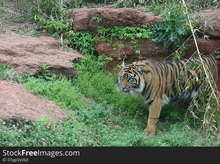 Beautiful large jungle cat is this Tiger