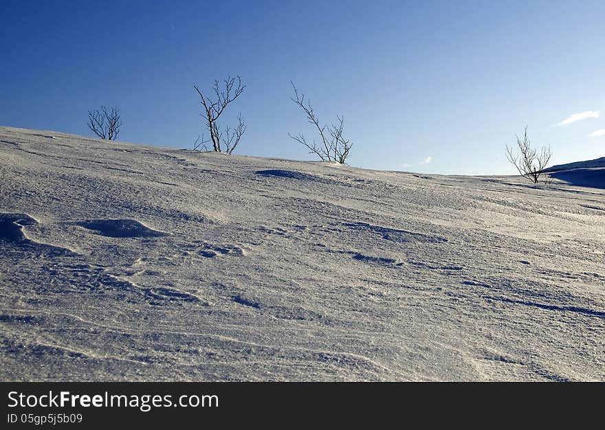 Shrubs and sky on mountain