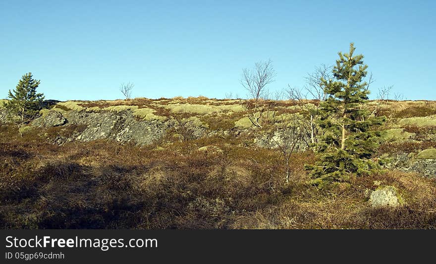 Pines and shrubs