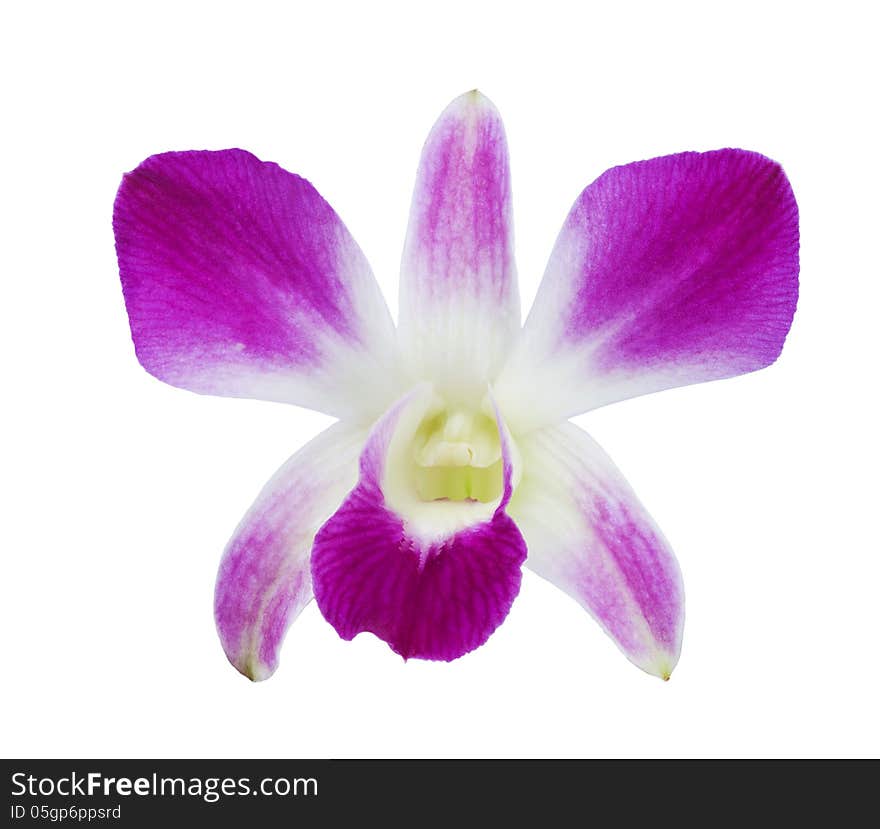 Deep purple orchid isolated on a white background