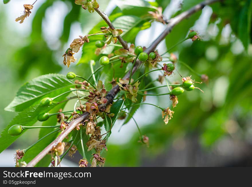 Green sour cherries on a branch