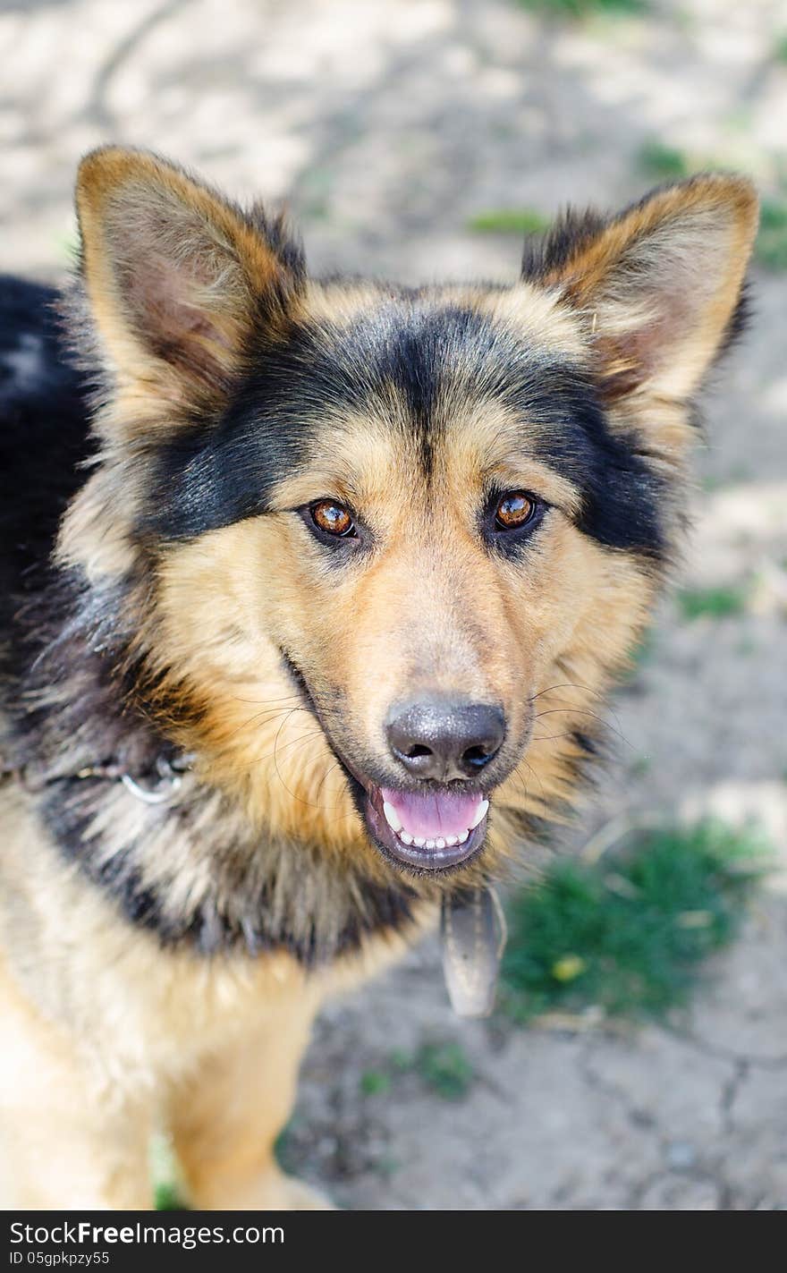 German shepherd metiss - 1 year old pup