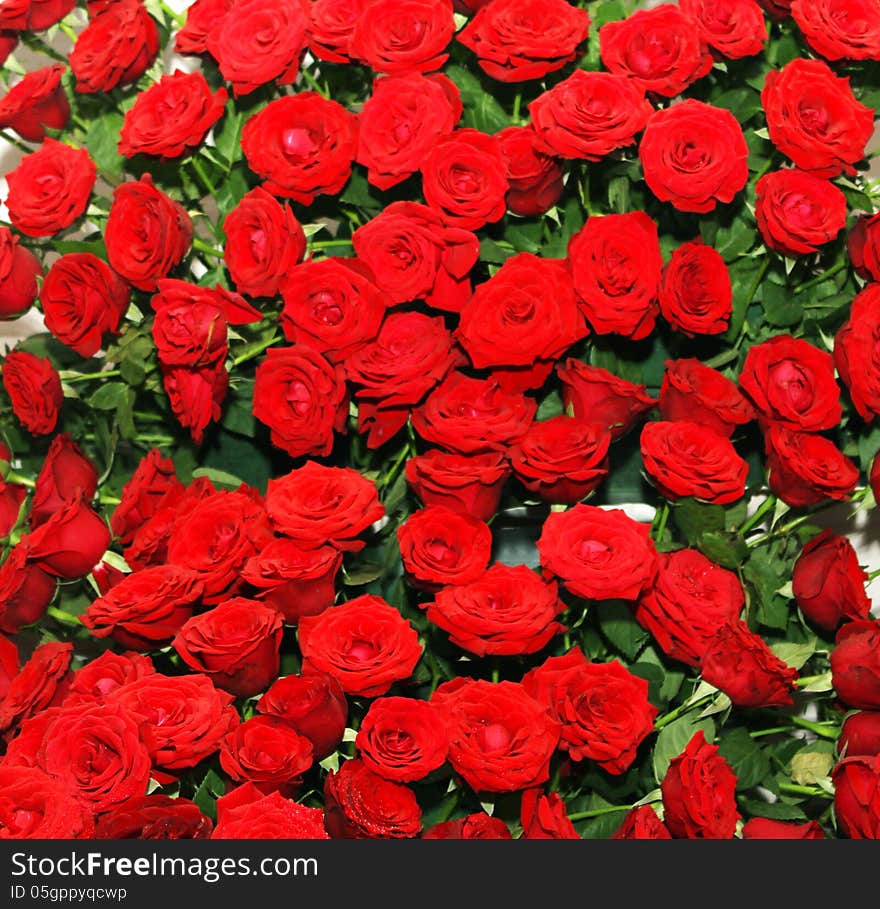 Red rose bed