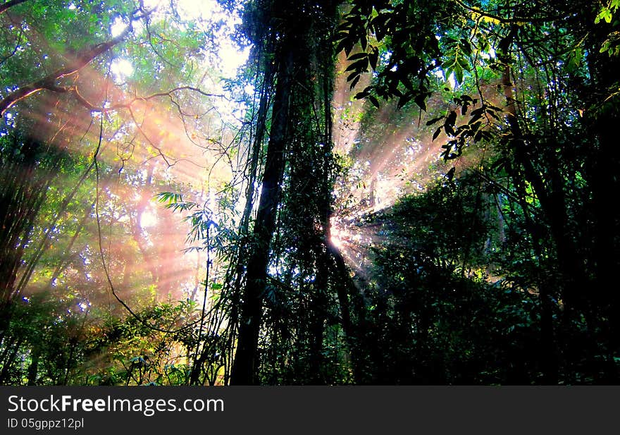 Forest with the sun behind