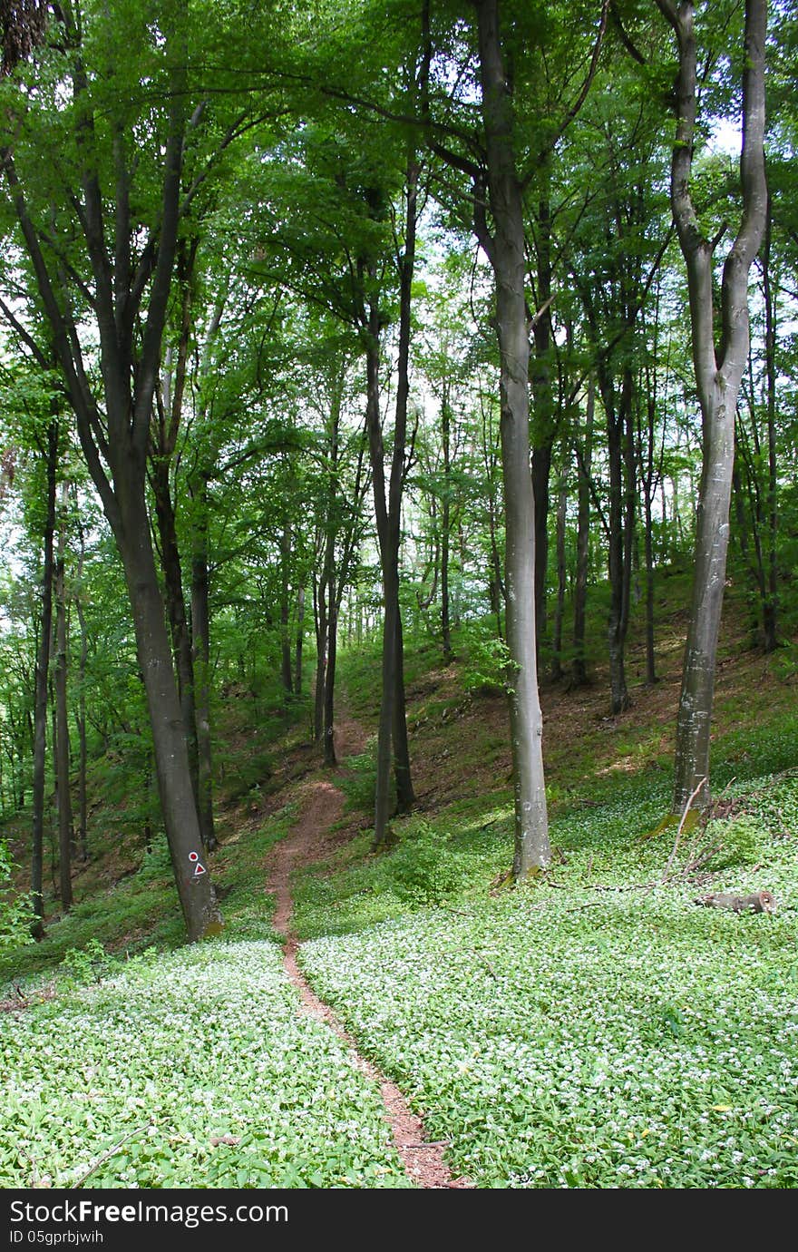 Landscape In Forest