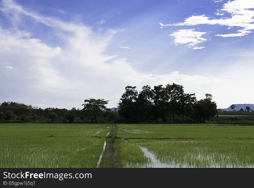 Rice field