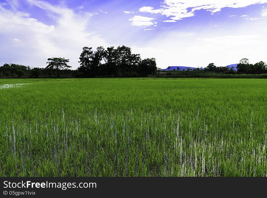 Rice field