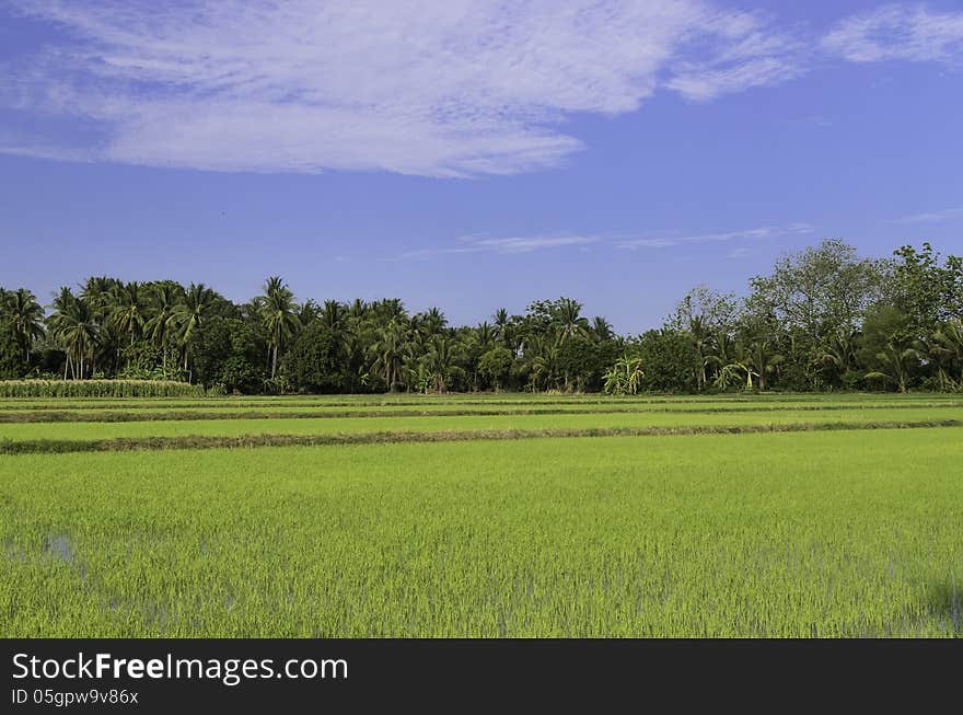 Rice Field