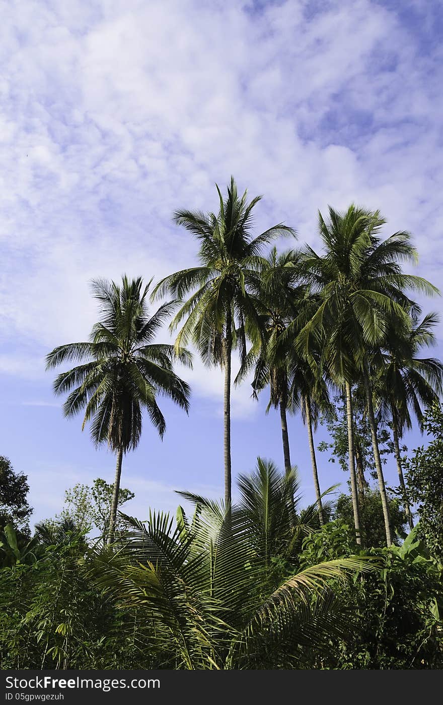 Coconut tree in the garden