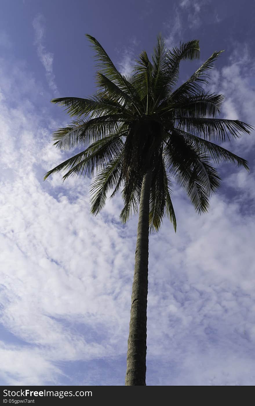 Coconut tree and blue sky