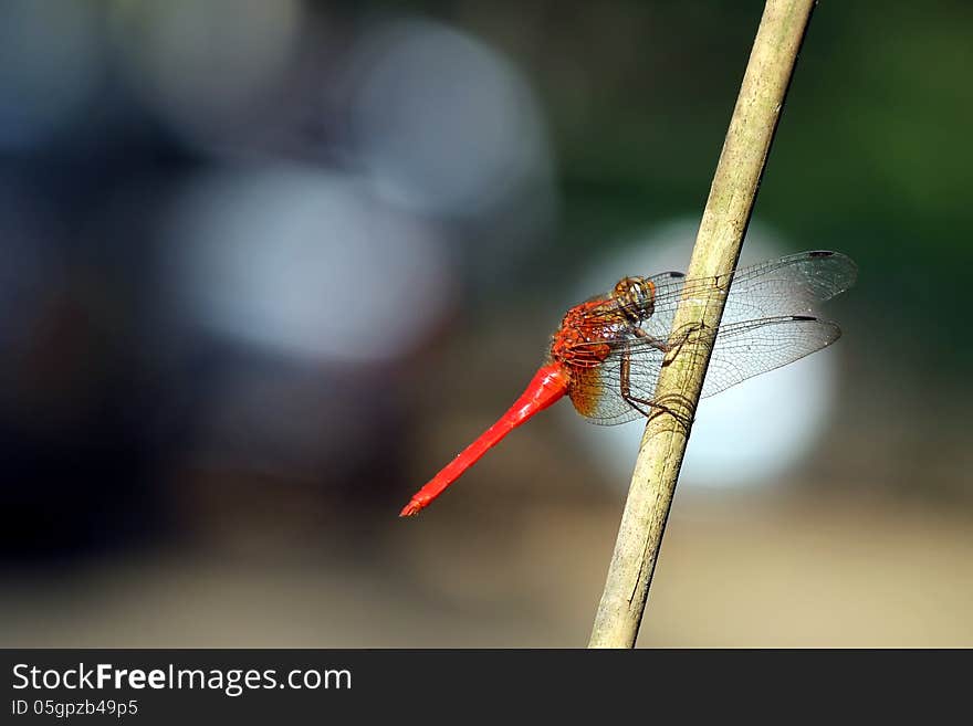 Dragonfly